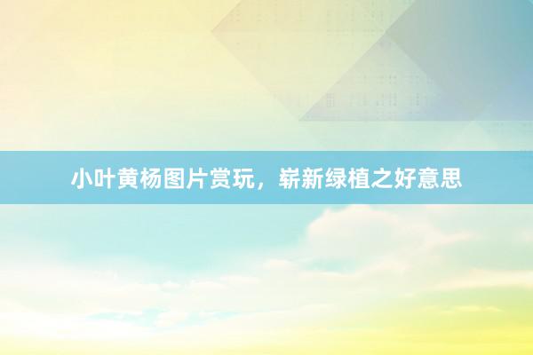 小叶黄杨图片赏玩，崭新绿植之好意思
